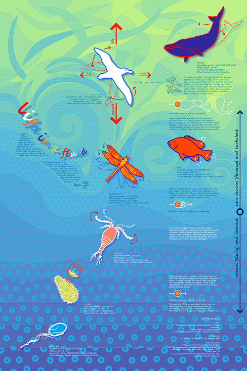 不同体积生物的雷诺数
