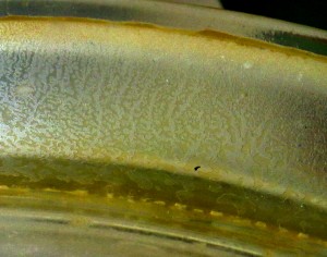 干燥器密封入的Saffman-Taylor fingers