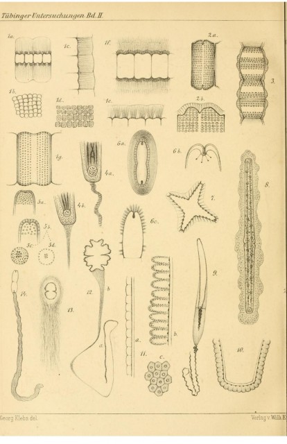 蒂宾根植物园的研究一瞥